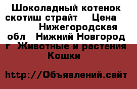Шоколадный котенок скотиш страйт. › Цена ­ 3 500 - Нижегородская обл., Нижний Новгород г. Животные и растения » Кошки   